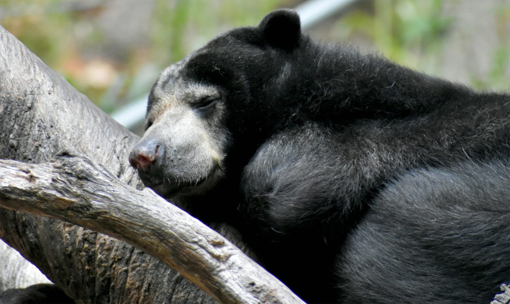 A bear sleeps against a tree bough.